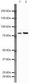 Cadherin 13 antibody, PA5-19654, Invitrogen Antibodies, Western Blot image 