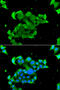 DNA repair protein RAD51 homolog 4 antibody, 19-263, ProSci, Immunofluorescence image 