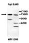 AF4/FMR2 Family Member 3 antibody, orb77514, Biorbyt, Western Blot image 