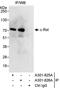 Proto-oncogene c-Rel antibody, A301-825A, Bethyl Labs, Immunoprecipitation image 