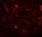 CRH antibody, 7797, ProSci Inc, Immunofluorescence image 