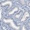 Hook Microtubule Tethering Protein 1 antibody, HPA018820, Atlas Antibodies, Immunohistochemistry paraffin image 