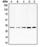 E2F Transcription Factor 6 antibody, orb213868, Biorbyt, Western Blot image 