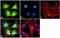 Protein Arginine Methyltransferase 7 antibody, 720143, Invitrogen Antibodies, Immunofluorescence image 