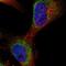 TruB Pseudouridine Synthase Family Member 2 antibody, HPA021211, Atlas Antibodies, Immunofluorescence image 
