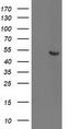 Aminoacylase 1 antibody, TA503191, Origene, Western Blot image 