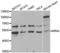 MYC-induced nuclear antigen antibody, LS-C334852, Lifespan Biosciences, Western Blot image 