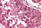 Cell death regulator Aven antibody, MBS240489, MyBioSource, Immunohistochemistry frozen image 