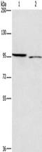 ICAM-5 antibody, TA351272, Origene, Western Blot image 