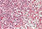 C-C Motif Chemokine Ligand 3 antibody, MBS248149, MyBioSource, Immunohistochemistry frozen image 