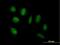ADAMTS-like protein 4 antibody, H00054507-B01P, Novus Biologicals, Immunocytochemistry image 