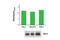 BMI1 Proto-Oncogene, Polycomb Ring Finger antibody, 18157C, Cell Signaling Technology, Enzyme Linked Immunosorbent Assay image 