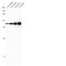 3-Hydroxy-3-Methylglutaryl-CoA Reductase antibody, NBP2-66888, Novus Biologicals, Western Blot image 