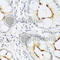 C-C Motif Chemokine Ligand 22 antibody, A1966, ABclonal Technology, Immunohistochemistry paraffin image 
