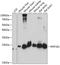 Ring Finger Protein 181 antibody, A10627, Boster Biological Technology, Western Blot image 