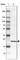 Cytochrome B-245 Chaperone 1 antibody, HPA045696, Atlas Antibodies, Western Blot image 
