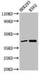 Fanconi anemia group F protein antibody, orb53835, Biorbyt, Western Blot image 