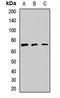 Protein Kinase D3 antibody, orb412541, Biorbyt, Western Blot image 