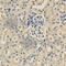 Proteasome Subunit Beta 9 antibody, A1771, ABclonal Technology, Immunohistochemistry paraffin image 