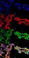 7-Ketocholesterol antibody, MA5-27571, Invitrogen Antibodies, Immunofluorescence image 