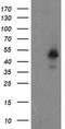 Zinc Finger Protein 365 antibody, MA5-26374, Invitrogen Antibodies, Western Blot image 