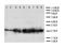 Peroxiredoxin 3 antibody, LS-C312978, Lifespan Biosciences, Western Blot image 