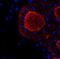 Thyroglobulin antibody, NBP2-45121, Novus Biologicals, Immunohistochemistry paraffin image 