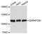 U5 small nuclear ribonucleoprotein 200 kDa helicase antibody, STJ27857, St John