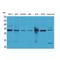 Latexin antibody, LS-C386896, Lifespan Biosciences, Western Blot image 
