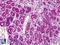 Fanconi anemia group C protein antibody, LS-B4788, Lifespan Biosciences, Immunohistochemistry frozen image 