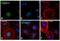 Cyclin B1 antibody, MA1-155, Invitrogen Antibodies, Immunofluorescence image 