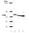 KDEL  antibody, ADI-SPA-826-J, Enzo Life Sciences, Western Blot image 