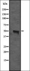 Engrailed Homeobox 1 antibody, orb337003, Biorbyt, Western Blot image 
