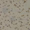 Pro-Apoptotic WT1 Regulator antibody, A3063, ABclonal Technology, Immunohistochemistry paraffin image 