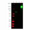 Cas9 antibody, M30929-2, Boster Biological Technology, Western Blot image 