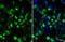 HA tag antibody, GTX628902, GeneTex, Immunofluorescence image 