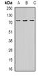 Optineurin antibody, abx141635, Abbexa, Western Blot image 