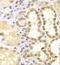 S100 Calcium Binding Protein A11 antibody, FNab07553, FineTest, Immunohistochemistry frozen image 