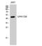 Solute carrier family 52, riboflavin transporter, member 1 antibody, A10245, Boster Biological Technology, Western Blot image 