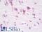 Monoacylglycerol lipase ABHD12 antibody, LS-B9740, Lifespan Biosciences, Immunohistochemistry frozen image 