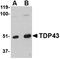 TAR DNA Binding Protein antibody, orb74863, Biorbyt, Western Blot image 