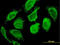 Calmodulin antibody, LS-C196807, Lifespan Biosciences, Immunofluorescence image 