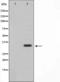 MIA SH3 Domain ER Export Factor 2 antibody, orb226684, Biorbyt, Western Blot image 