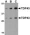 TAR DNA Binding Protein antibody, A01001, Boster Biological Technology, Western Blot image 