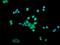 OTU Deubiquitinase With Linear Linkage Specificity antibody, A07938-1, Boster Biological Technology, Immunofluorescence image 