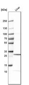 Claudin 12 antibody, HPA026945, Atlas Antibodies, Western Blot image 