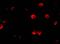 Amino-terminal enhancer of split antibody, 3609, ProSci Inc, Immunofluorescence image 