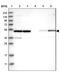 COP9 Signalosome Subunit 2 antibody, NBP1-90190, Novus Biologicals, Western Blot image 