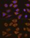 Cold Shock Domain Containing E1 antibody, GTX64731, GeneTex, Immunofluorescence image 