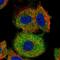 Ferritin Light Chain antibody, HPA041602, Atlas Antibodies, Immunocytochemistry image 